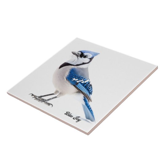 Blue Jay Tegeltje (Zijkant)