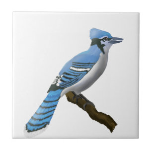 Blue Jay Tegeltje