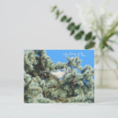 Blue Jay Thinking of You Briefkaart (Staand voorkant)