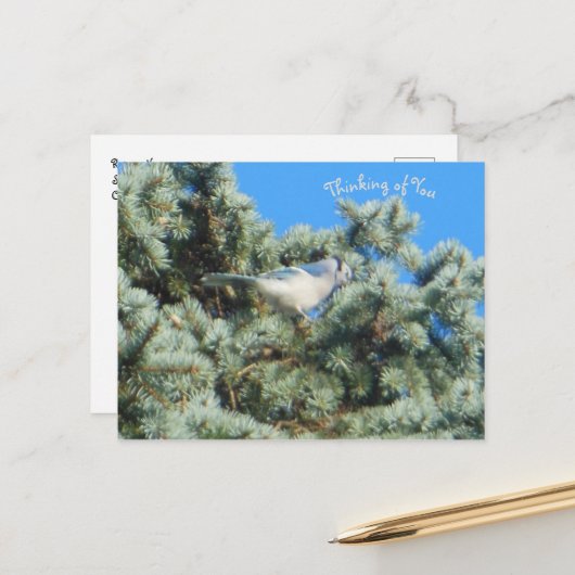 Blue Jay Thinking of You Briefkaart (Voorkant / Achterkant in situ)