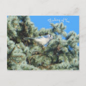 Blue Jay Thinking of You Briefkaart (Voorkant)