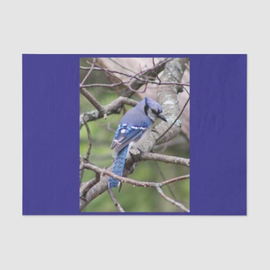 Blue Jay Tissue Paper Tissuepapier (Voorkant)