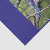 Blue Jay Tissue Paper Tissuepapier (Detail)