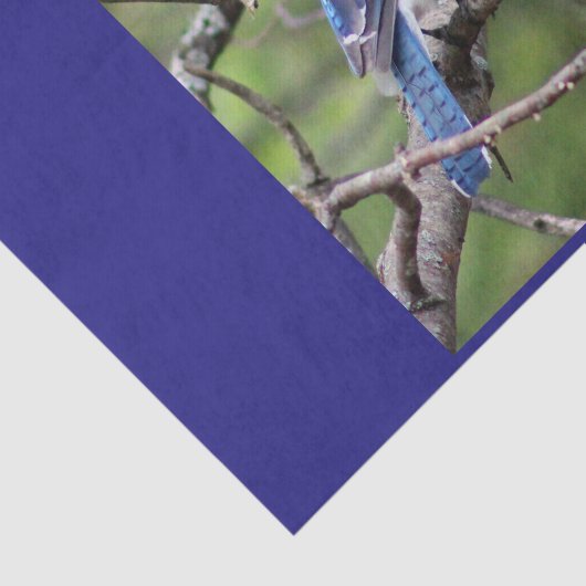 Blue Jay Tissue Paper Tissuepapier (Detail)