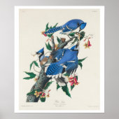 Blue Jay van Audubon Poster (Voorkant)