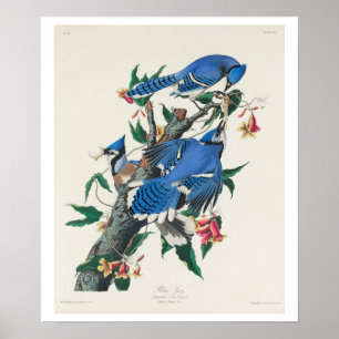 Blue Jay van Audubon Poster