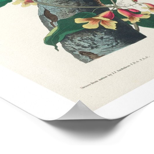 Blue Jay van Audubon Poster (Hoek)