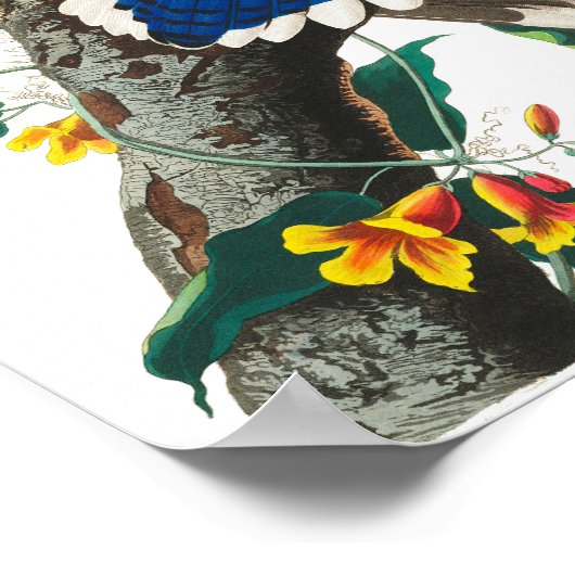 Blue Jay van John James Audubon Poster (Hoek)