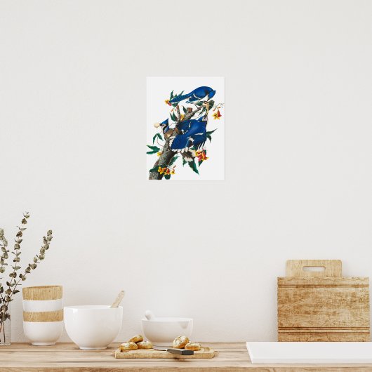 Blue Jay van John James Audubon Poster (Keuken)