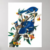 Blue Jay van John James Audubon Poster (Voorkant)