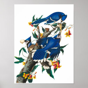Blue Jay van John James Audubon Poster