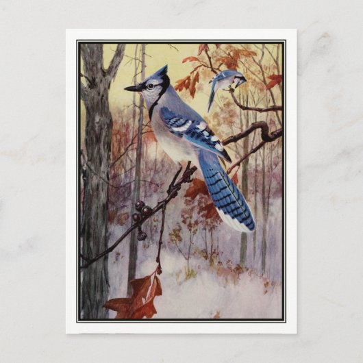  Blue Jay van Robert Bruce Horsfall Briefkaart (Voorkant)