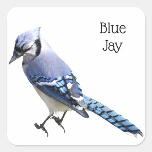 Blue Jay Vierkante Sticker