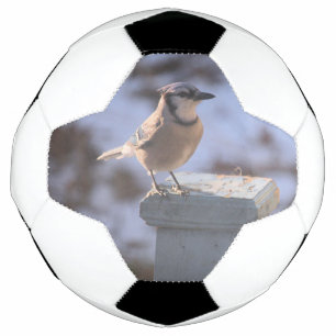 Blue Jay Voetbal