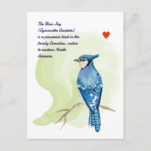 Blue jay waterverf schilderij briefkaart (Voorkant)