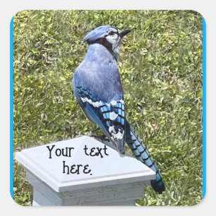 Blue Jay Zittend op Post, Aangepaste Stickers