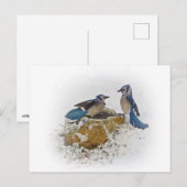 Blue Jays in Winter Briefkaart (Voorkant / Achterkant)