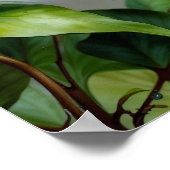 Blue Jays overweegt Poster (Hoek)