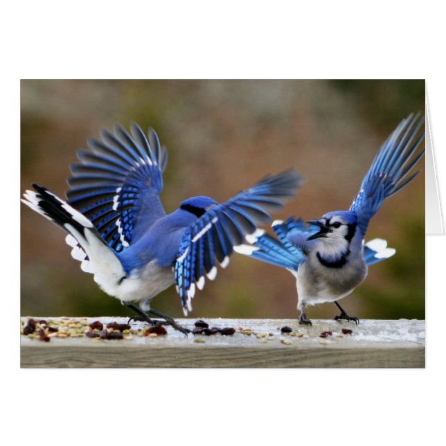 Blue Jays Squabbling tijdens de lunch (Voorkant Horizontaal)