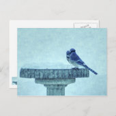 Blue Jays Winter Feeding Painterly Briefkaart (Voorkant / Achterkant)