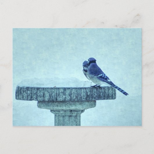 Blue Jays Winter Feeding Painterly Briefkaart (Voorkant)