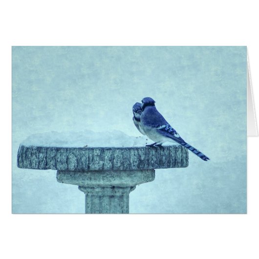 Blue Jays Winter Feeding Painterly Wenskaart (Voorkant Horizontaal)