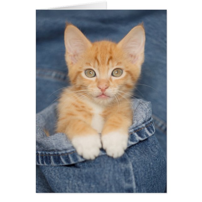 Blue Jean Baby Oranje Kitten (Voorkant)
