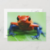 Blue Jean Frog Briefkaart (Voorkant / Achterkant)