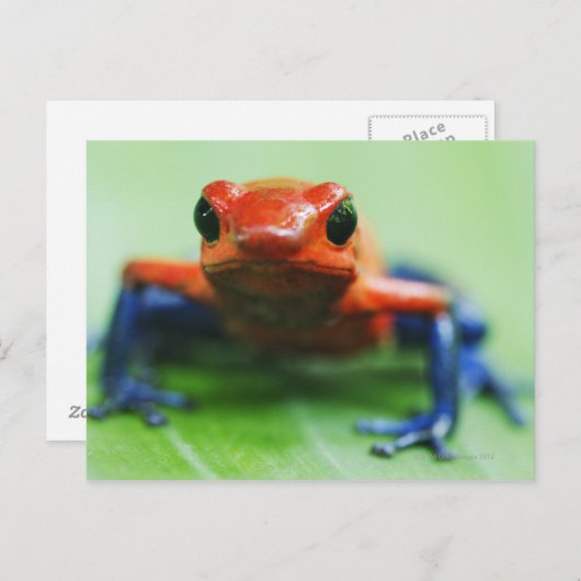 Blue Jean Frog Briefkaart (Voorkant / Achterkant)