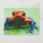 Blue Jean Frog Briefkaart (Voorkant)