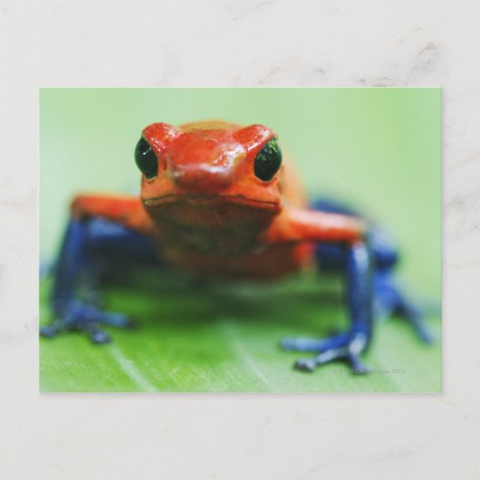 Blue Jean Frog Briefkaart (Voorkant)
