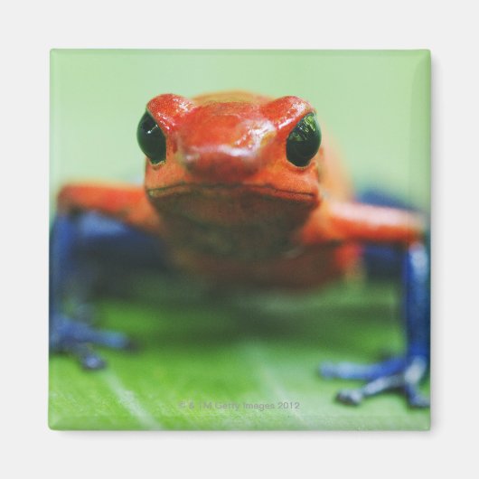 Blue Jean Frog Magneet (Voorkant)