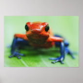 Blue Jean Frog Poster (Voorkant)
