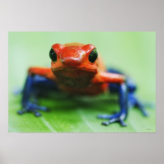 Blue Jean Frog Poster (Voorkant)