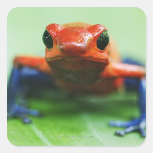 Blue Jean Frog Vierkante Sticker (Voorkant)