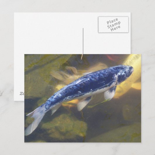 Blue koi-briefkaart briefkaart (Voorkant / Achterkant)