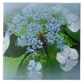 Blue Lace Pet Hydrangea Flowers Tegeltje (Voorkant)