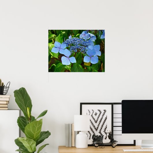 Blue Lace-pet Hydrangea - Poster (Thuiskantoor)