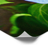 Blue Lace-pet Hydrangea - Poster (Hoek)