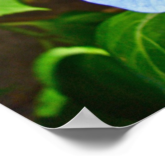 Blue Lace-pet Hydrangea - Poster (Hoek)