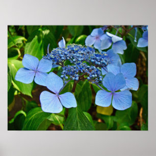 Blue Lace-pet Hydrangea - Poster