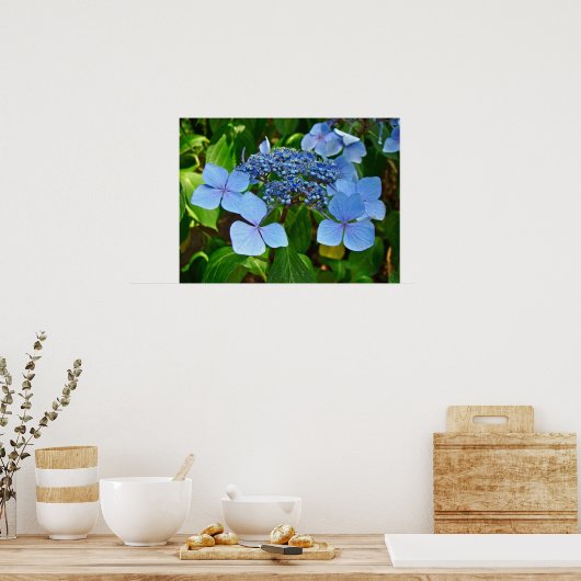 Blue Lace-pet Hydrangea - Poster (Keuken)