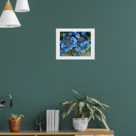 Blue Lacecap Hydrangea Floral Fotografisch Poster