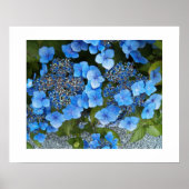 Blue Lacecap Hydrangea Floral Fotografisch Poster (Voorkant)