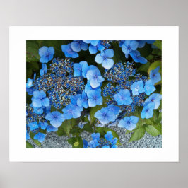 Blue Lacecap Hydrangea Floral Fotografisch Poster