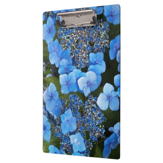 Blue Lacecap Hydrangea Floral Klembord (Links)