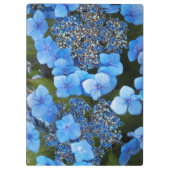 Blue Lacecap Hydrangea Floral Klembord (Achterkant)