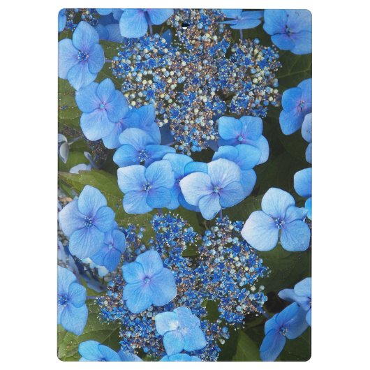 Blue Lacecap Hydrangea Floral Klembord (Achterkant)