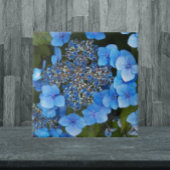 Blue Lacecap Hydrangea Floral Tegeltje