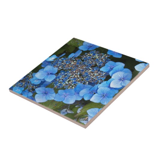 Blue Lacecap Hydrangea Floral Tegeltje (Zijkant)